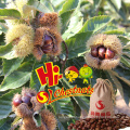 Organic Roasted Chestnuts Kernels OEM Chinese Snacks